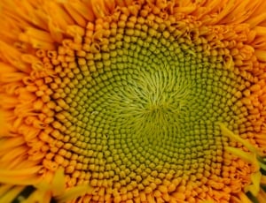close up photo of green and yellow flower's stamen thumbnail