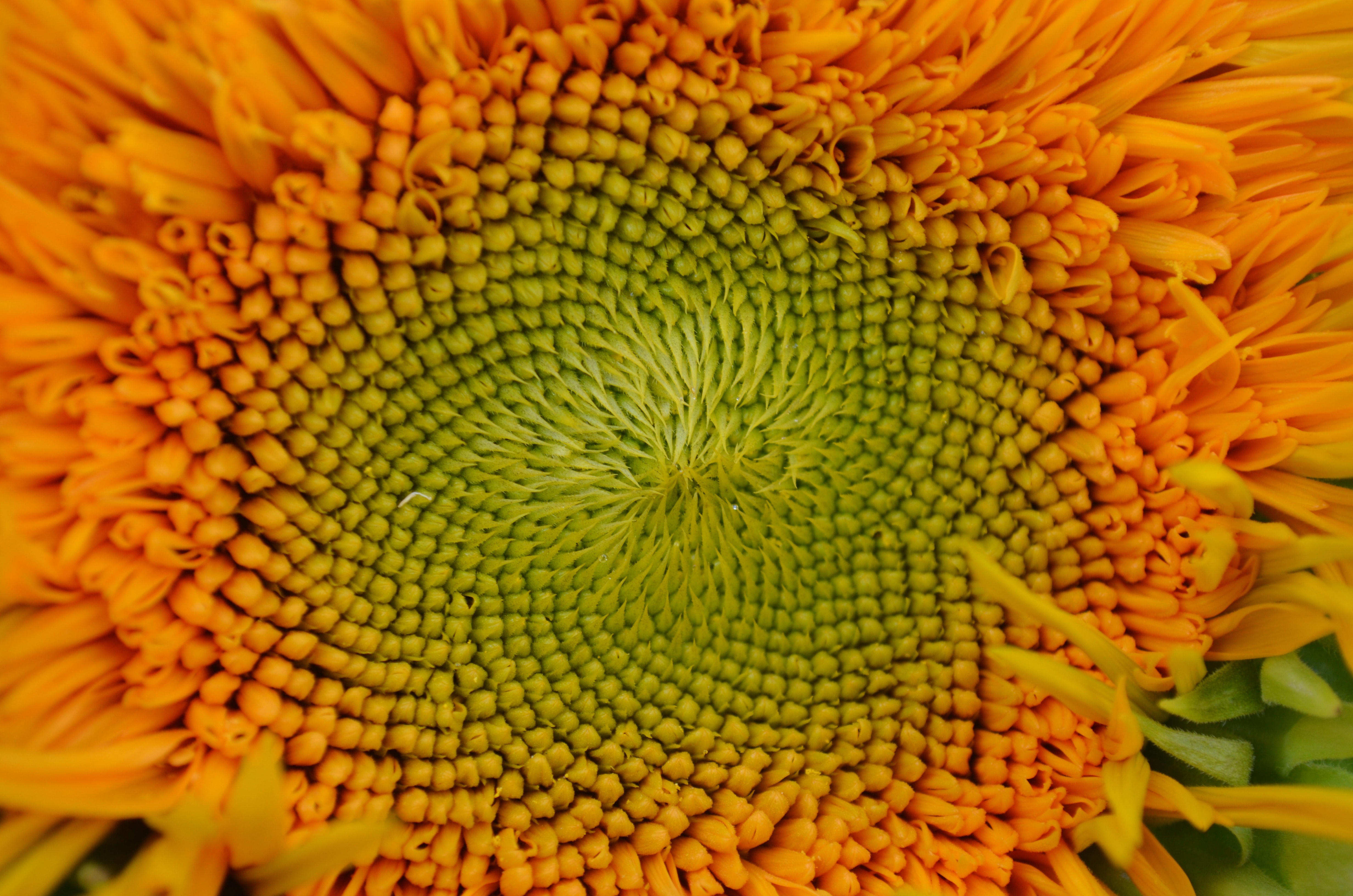 close up photo of green and yellow flower's stamen