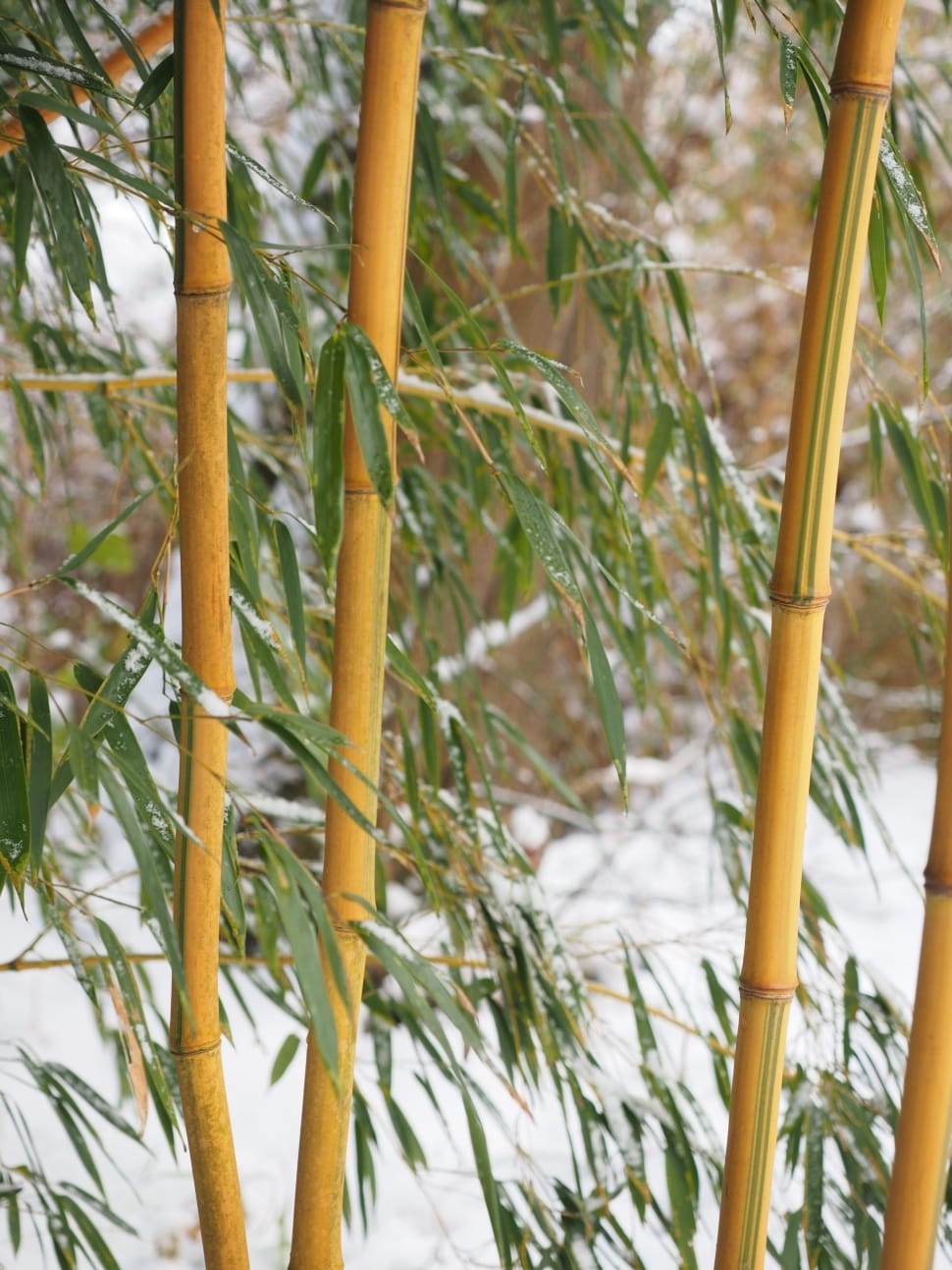 Plant, Tube, Winter, Snow, Bamboo, green color, day preview