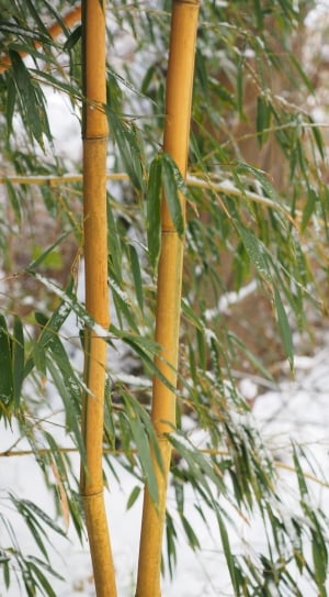 Plant, Tube, Winter, Snow, Bamboo, green color, day thumbnail