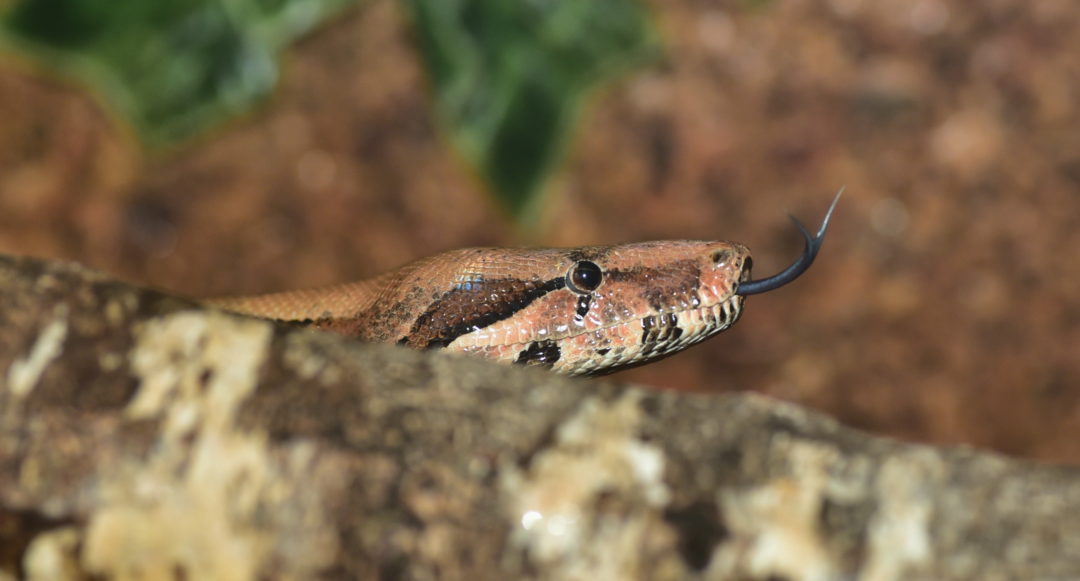 brown black and gray snake