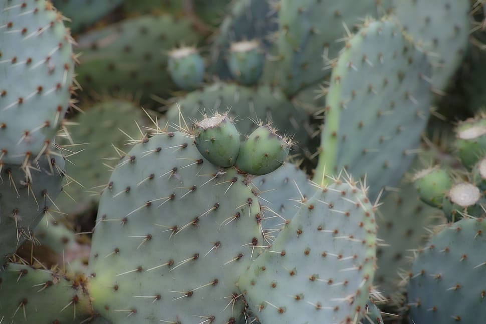 Fig, Barbarism, Prickly Pear, Cactus, cactus, thorn preview
