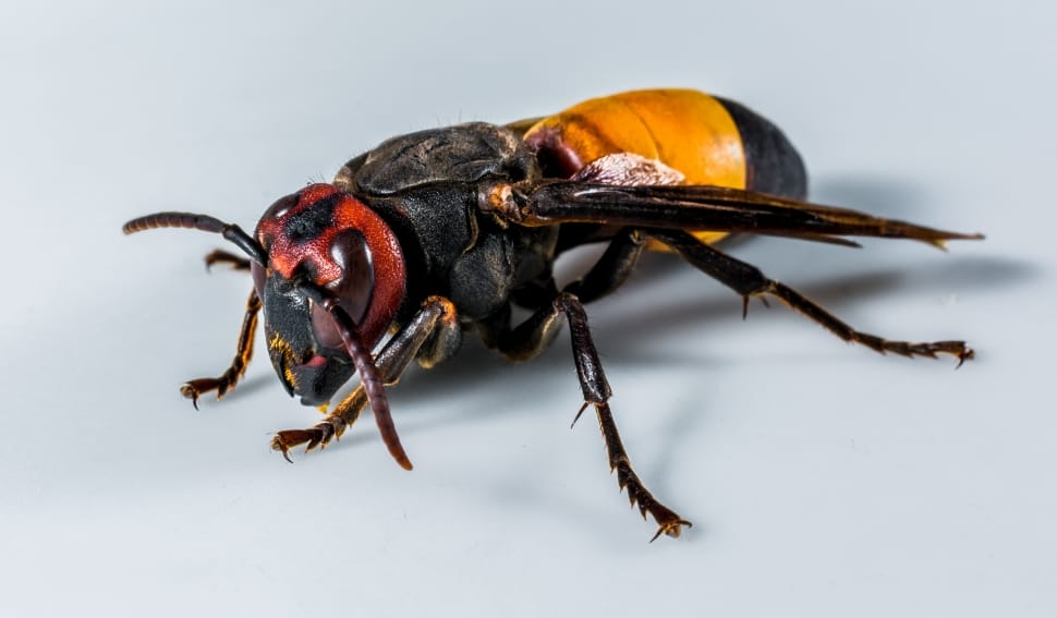 red and black wasp preview