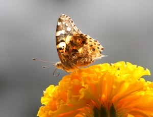 beige brown and gray butterfly and yellow petal flower thumbnail