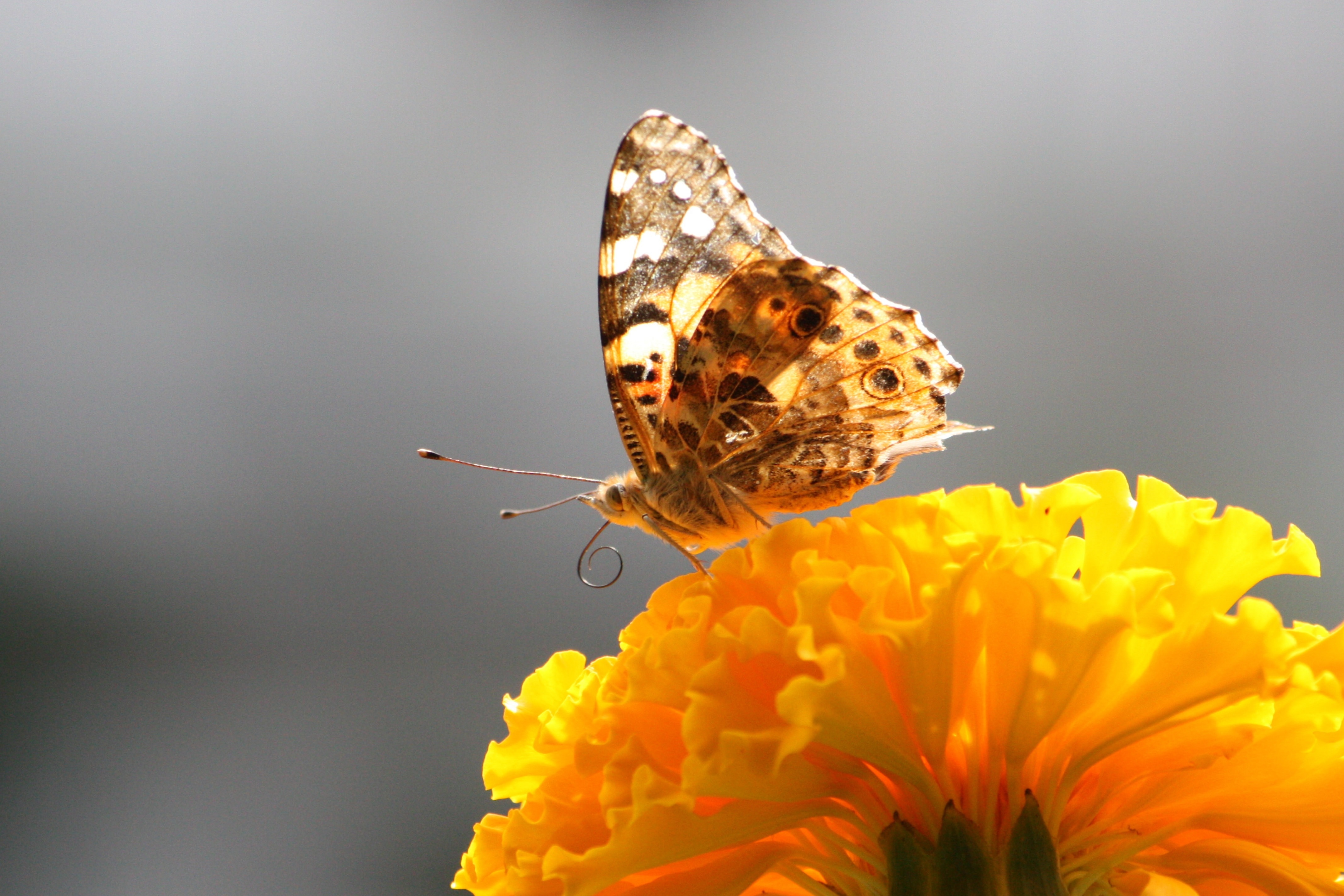 beige brown and gray butterfly and yellow petal flower