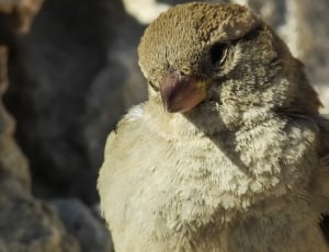 brown sparrow bird thumbnail