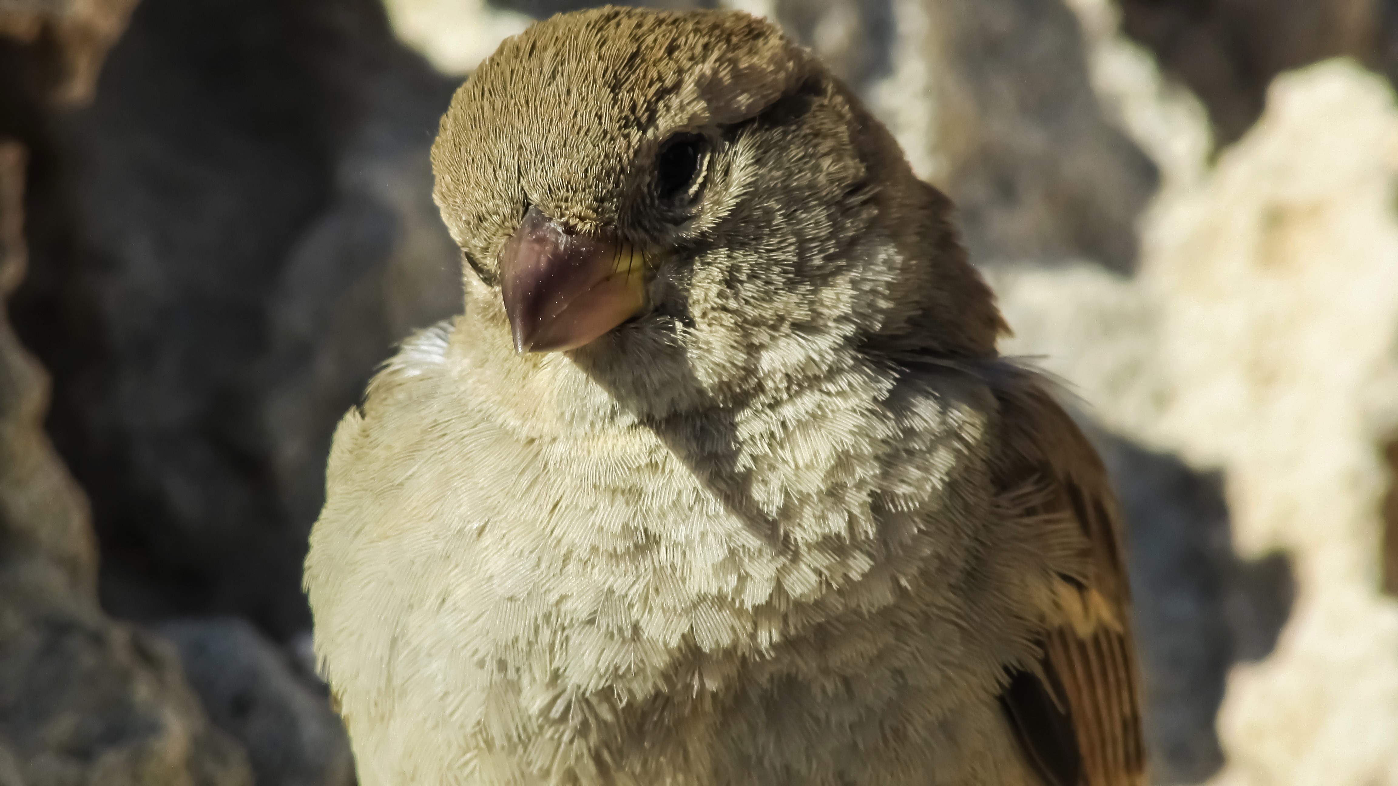 brown sparrow bird