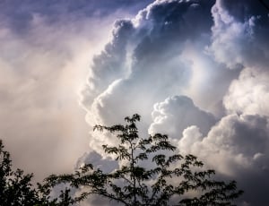 green trees under white clouds thumbnail