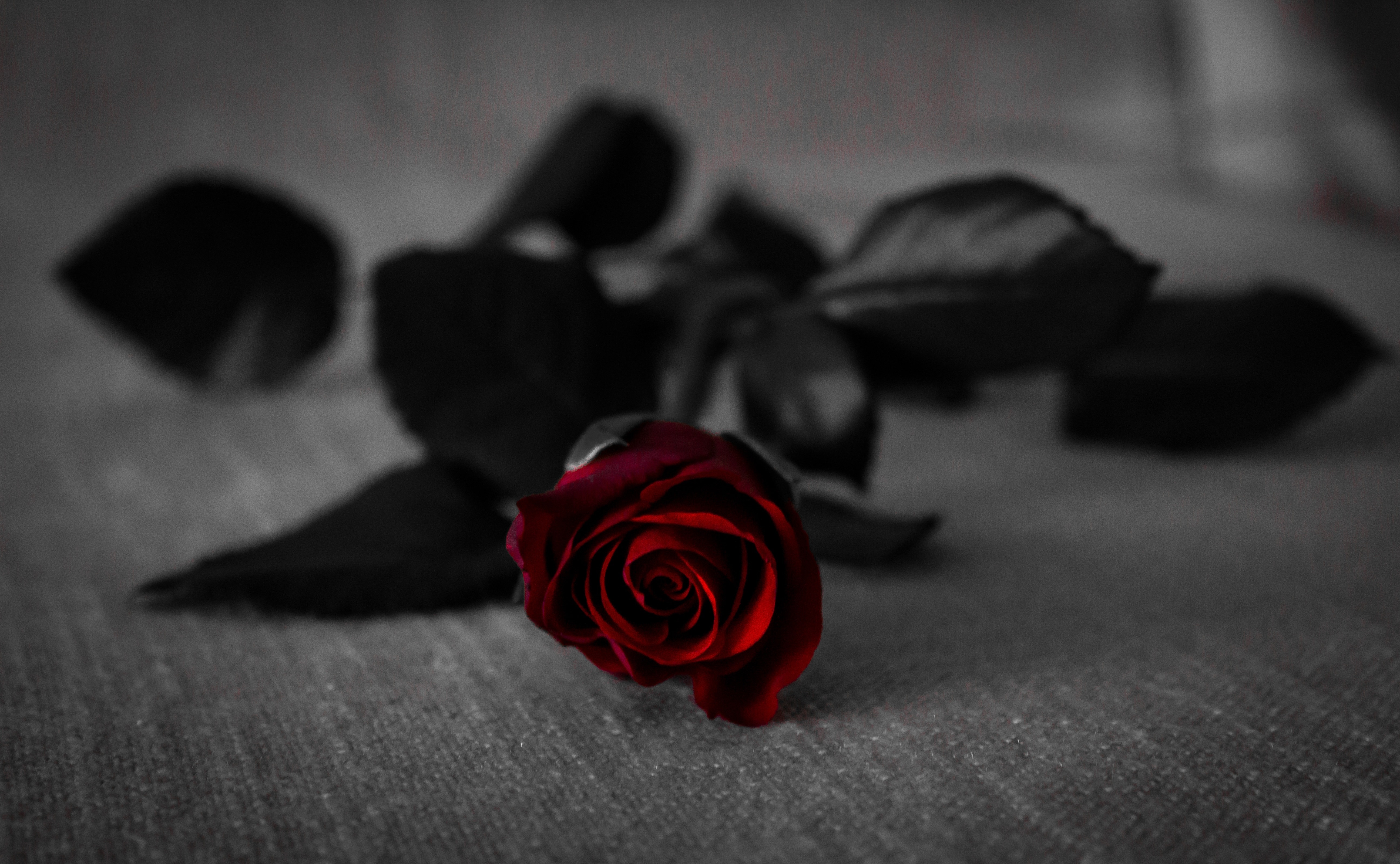 Featured image of post Wallpaper Black And White Red Rose Choose from a curated selection of black and white wallpapers for your mobile and desktop screens