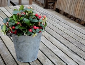 stainless steel bucket filled of red fruit thumbnail
