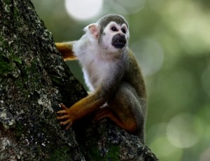 gray and brown primate thumbnail