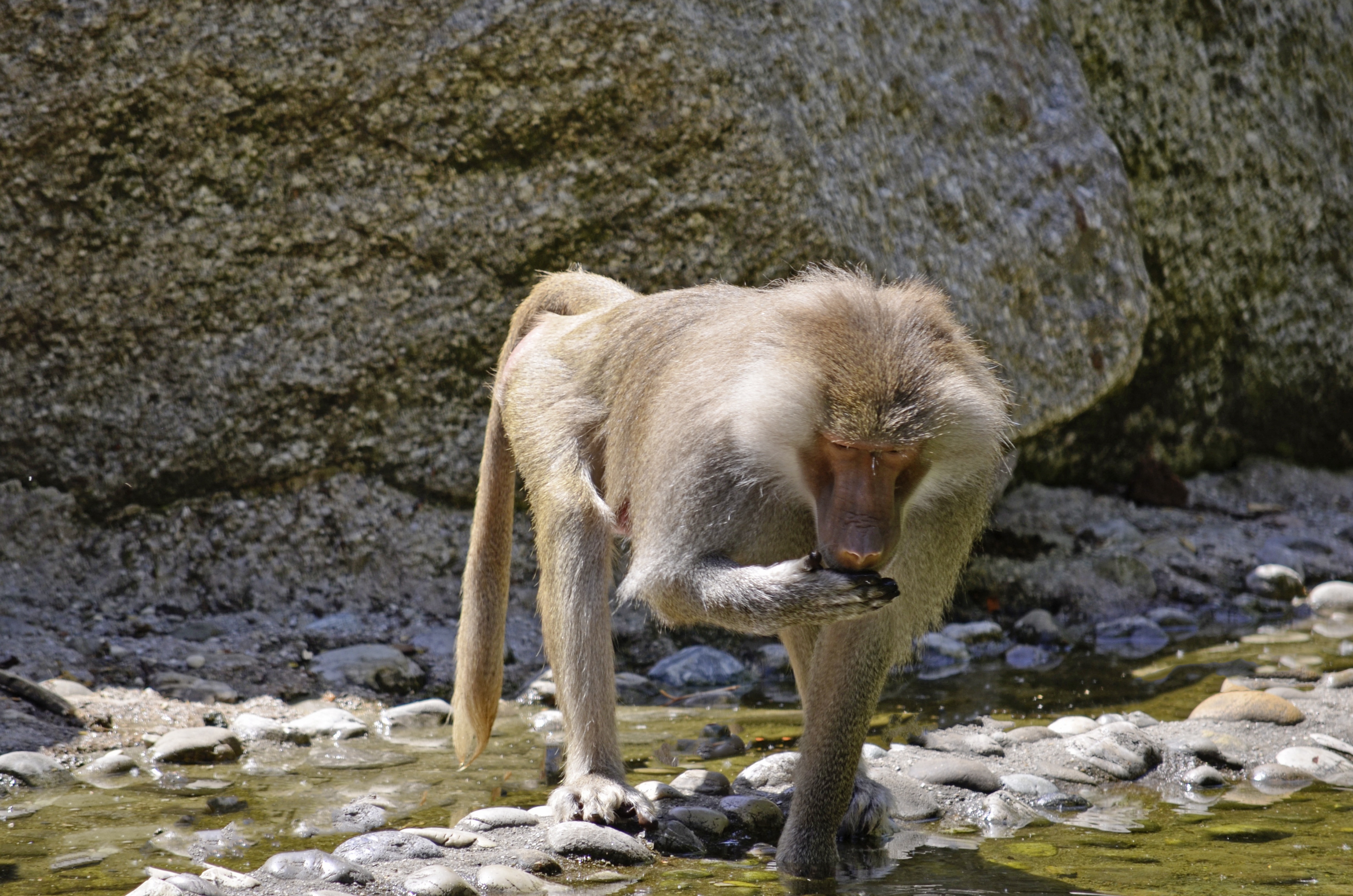 brown baboon
