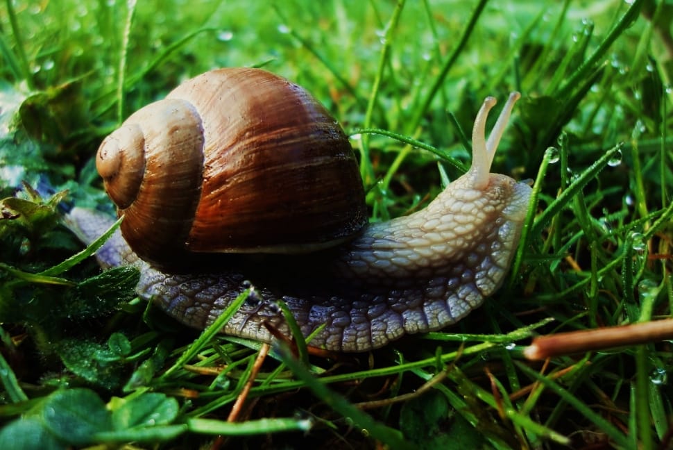 brown snail on green grass preview