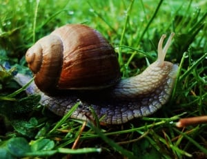 brown snail on green grass thumbnail