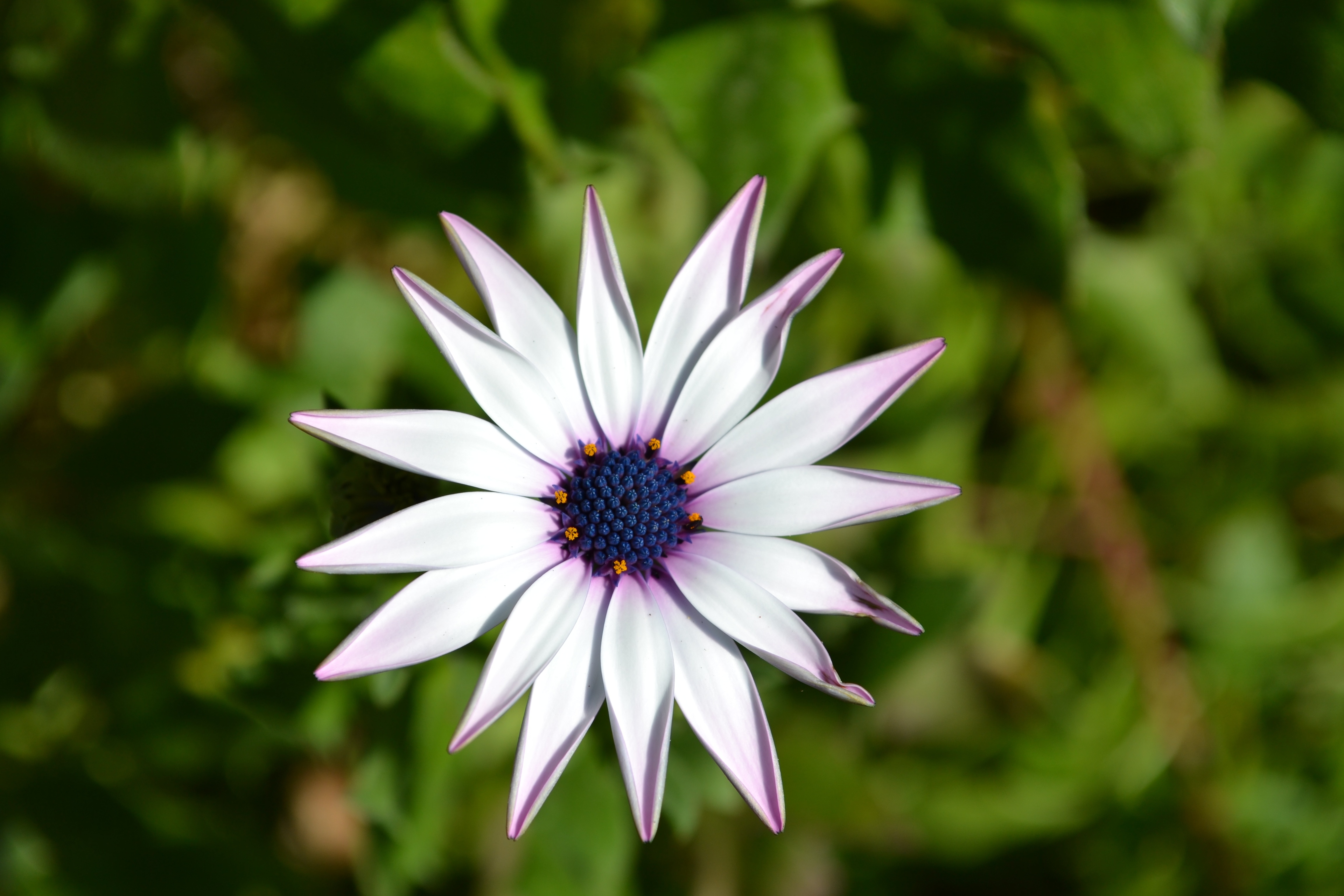 white and purple petaled flower
