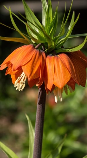 orange and yellow petaled flower thumbnail