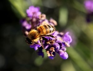 brown and black bee on purple flower thumbnail
