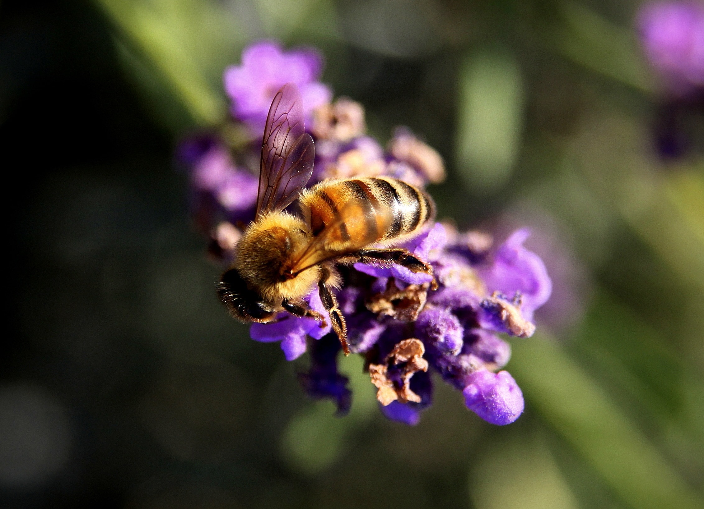 Время нектара. Мексиканская медоносная Оса. Шмель трубач. Медоносная пчела. Медоносная пчела улей.