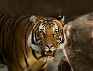 tiger photo thumbnail