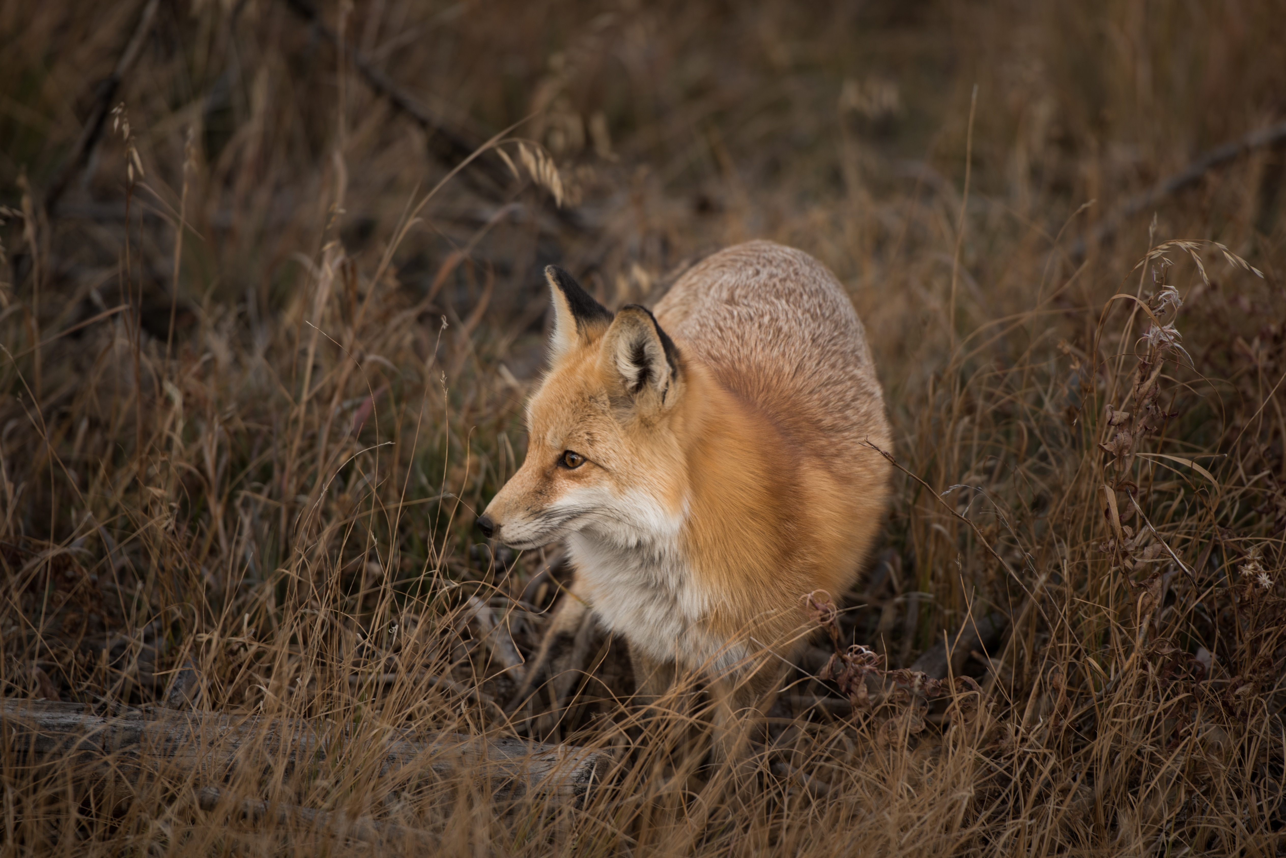 brown fox on brown grass field