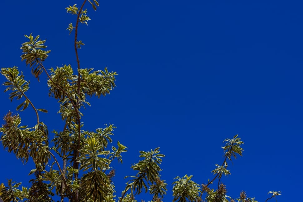 green leaved tree under clear sky preview