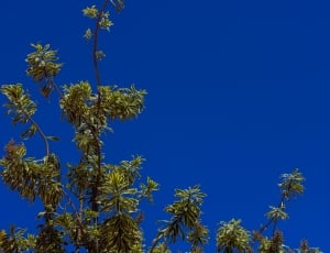 green leaved tree under clear sky thumbnail
