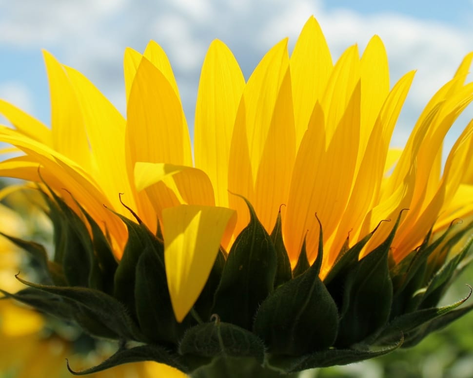 close up photo of sunflower preview