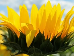 close up photo of sunflower thumbnail