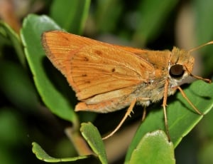 brown moth thumbnail