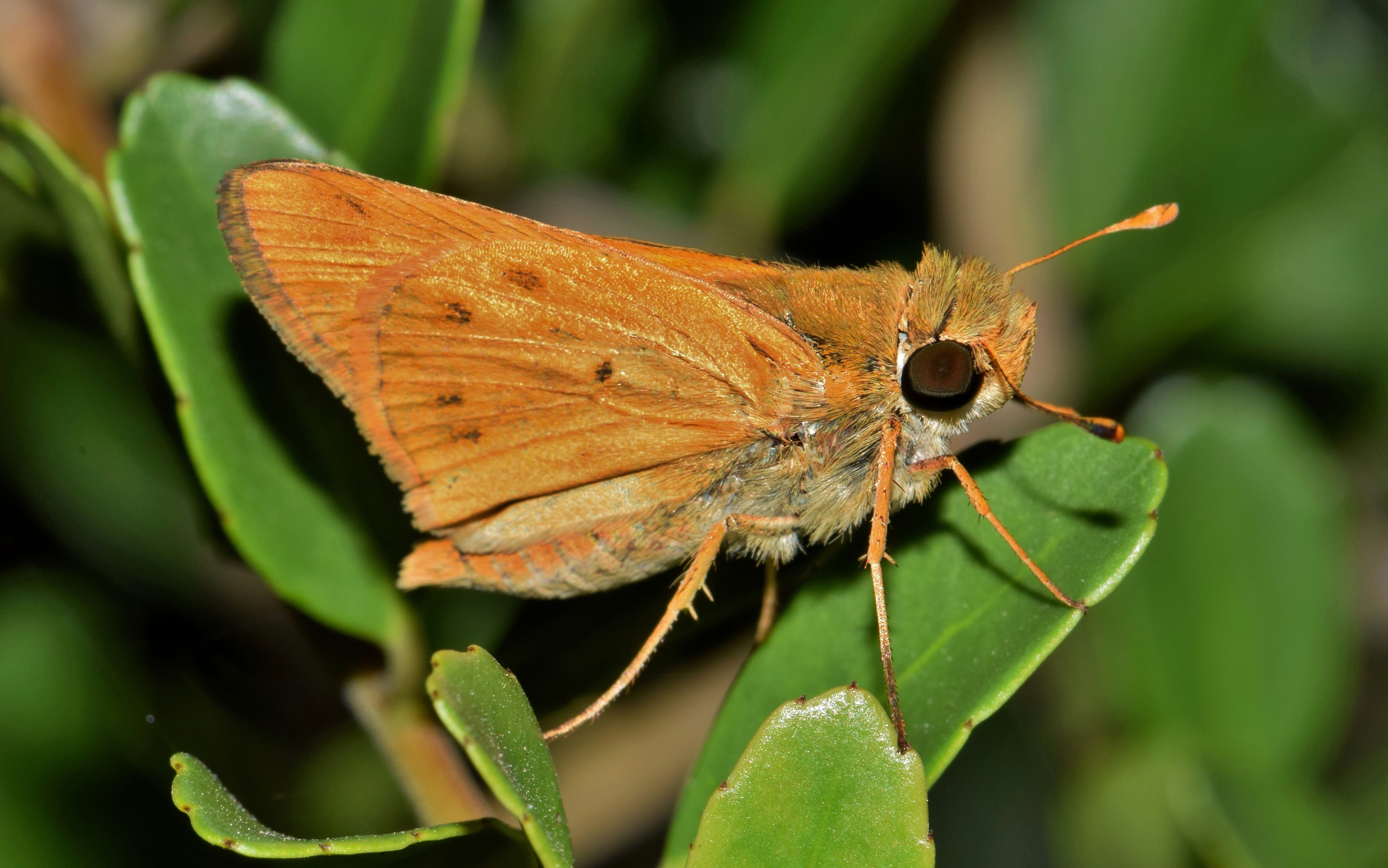 brown moth