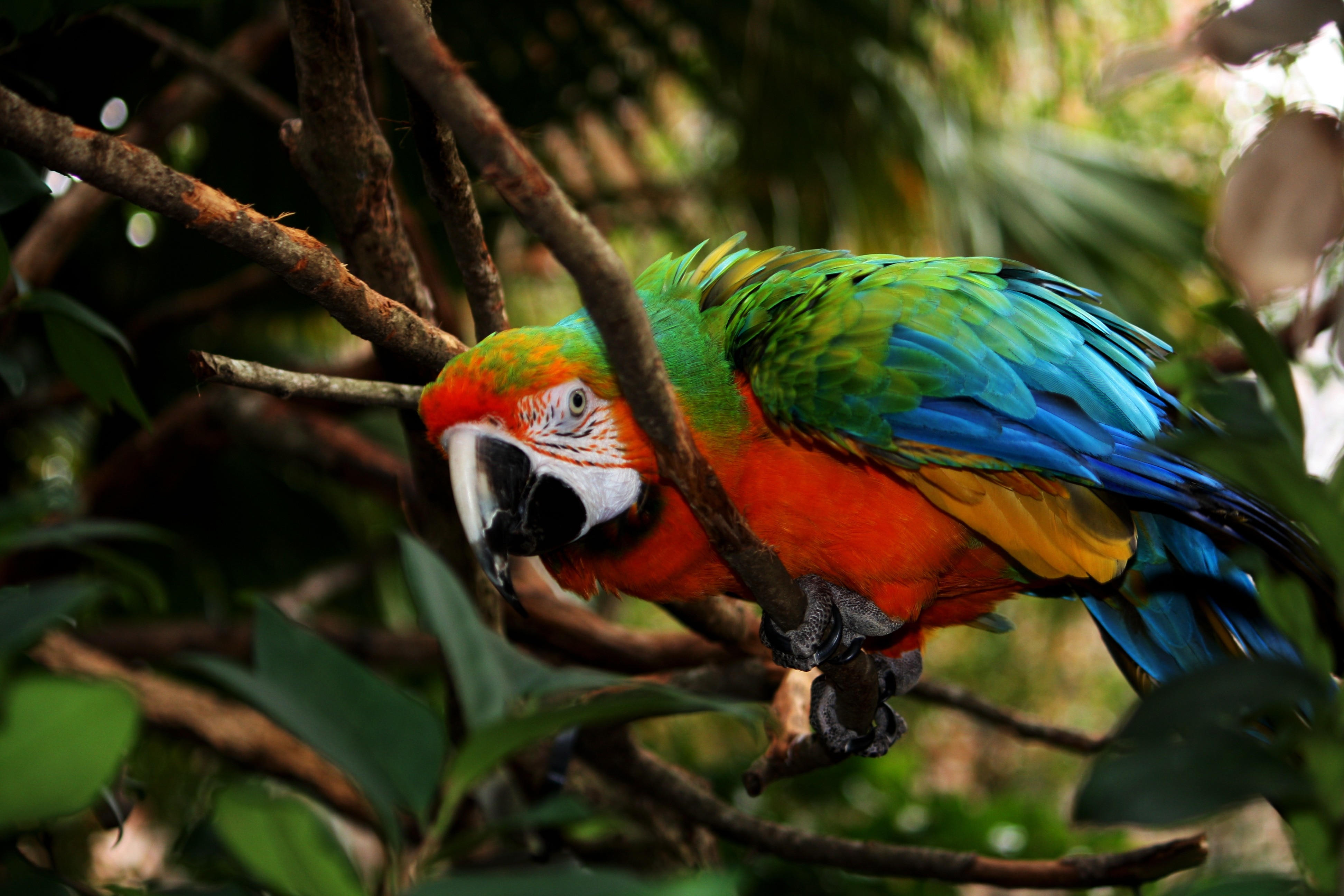 green, red and blue bird on tree