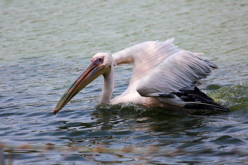 white pelican preview