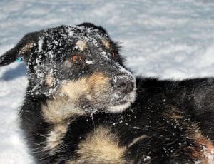 black and tan double-coat dog in snow thumbnail
