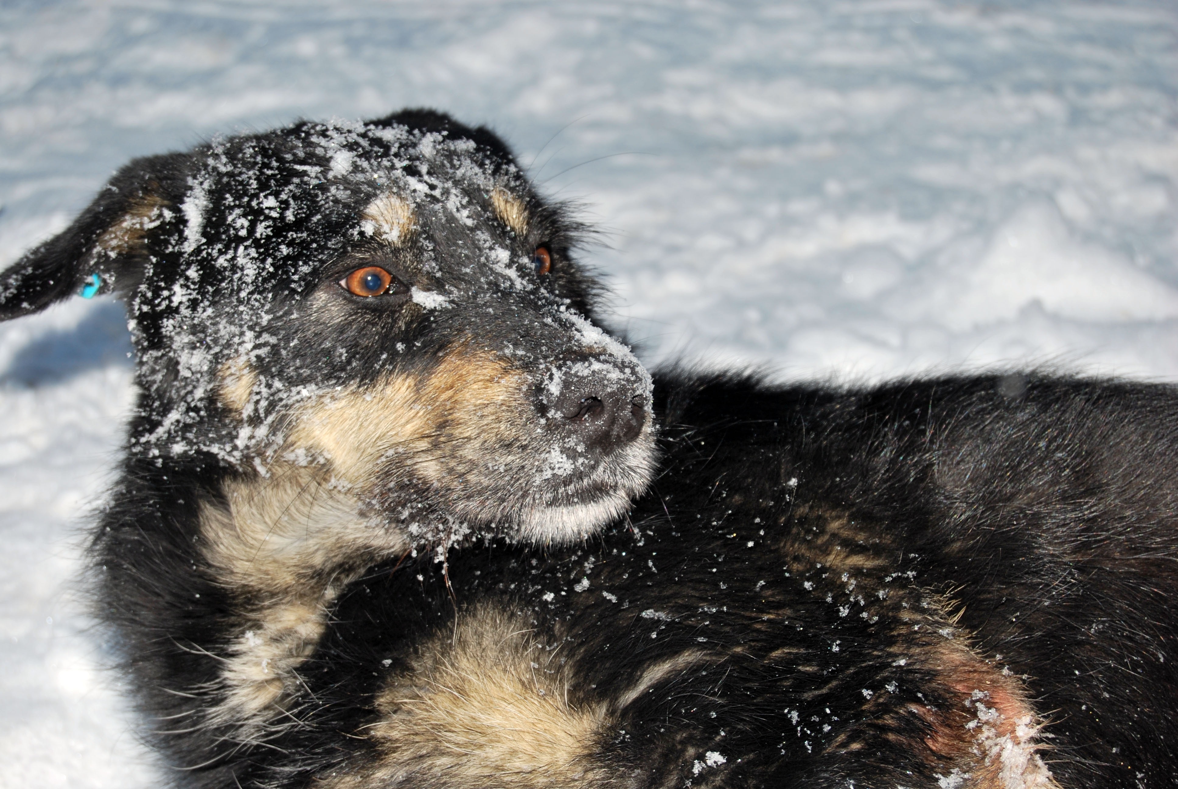 black and tan double-coat dog in snow
