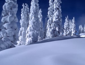 trees covered by snow on snowfield at daytime thumbnail