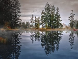 body of water and green leafed trees lot thumbnail