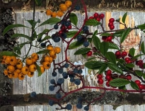 assorted berry fruits thumbnail