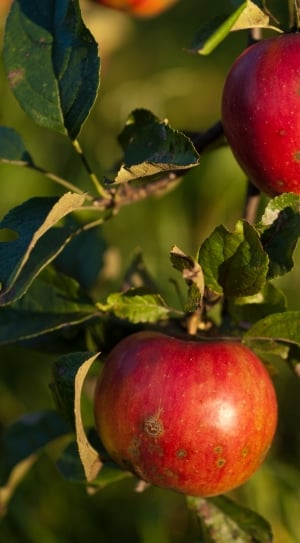 Apples, Red, Fruit, Collections, fruit, red thumbnail