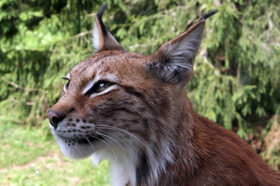 Lynx, Northern Lynx, Eurasischer Lynx, one animal, animal themes preview