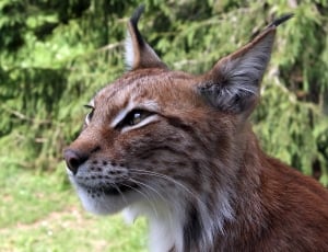 Lynx, Northern Lynx, Eurasischer Lynx, one animal, animal themes thumbnail
