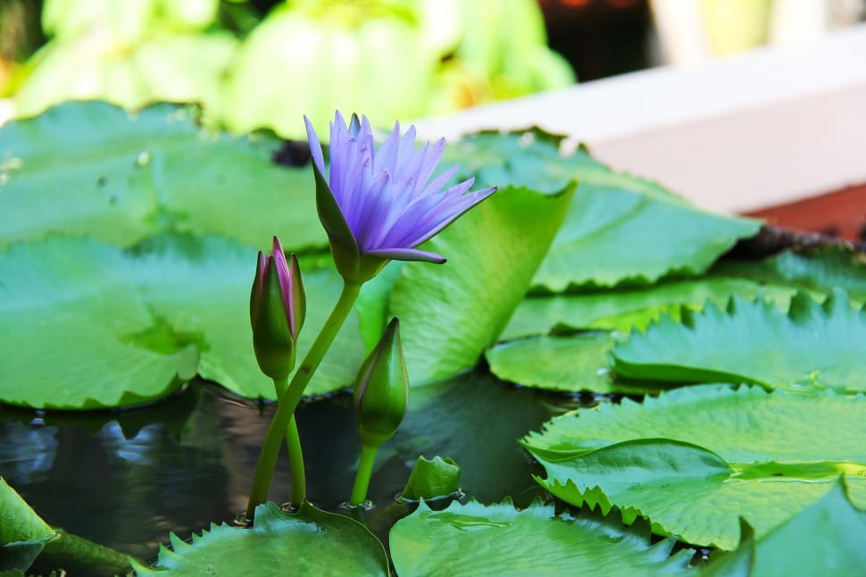 purple egyptian blue water lily preview