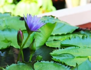 purple egyptian blue water lily thumbnail
