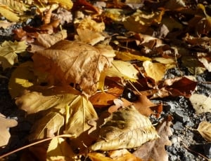 Leaves, Time Of Year, Children, Nature, full frame, backgrounds thumbnail