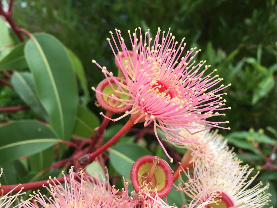 Australia, Flower, Eucalyptus, Pink, flower, pink color preview