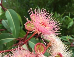 Australia, Flower, Eucalyptus, Pink, flower, pink color thumbnail