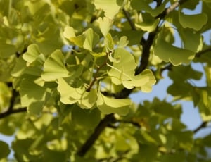 green leaf treee thumbnail