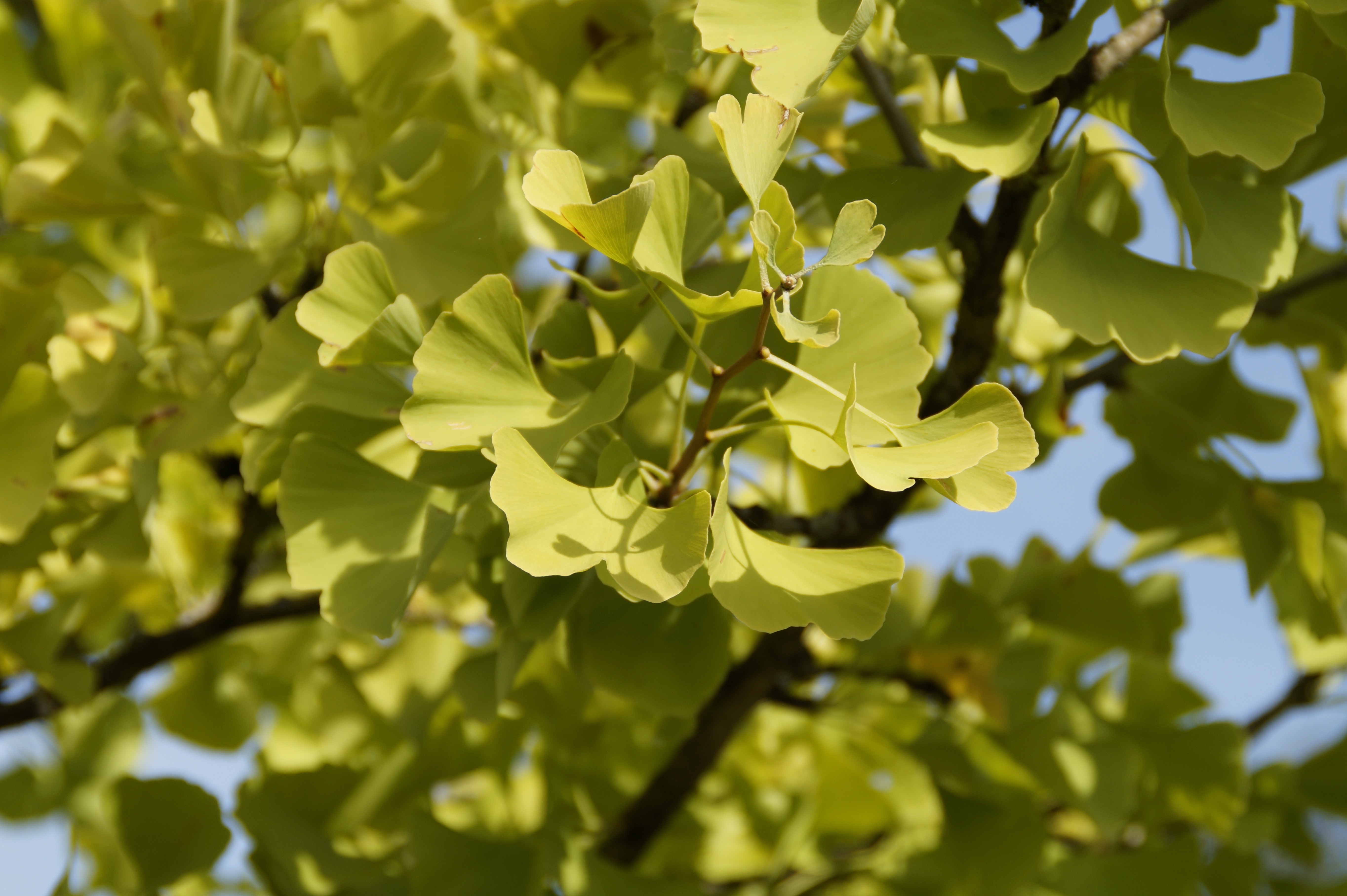 green leaf treee