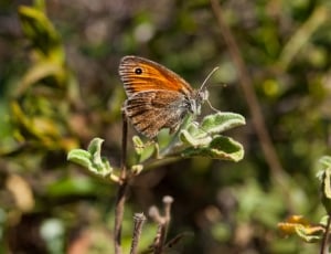 Insect, Close, Animal, Nature, Butterfly, one animal, animals in the wild thumbnail