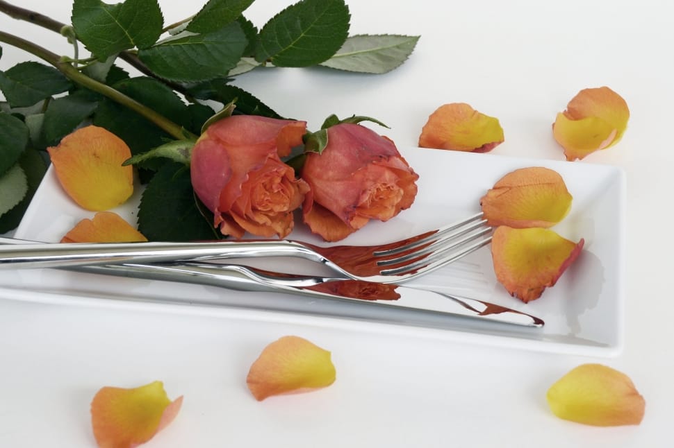two orange roses on a white ceramic platter with silver fork and knife preview