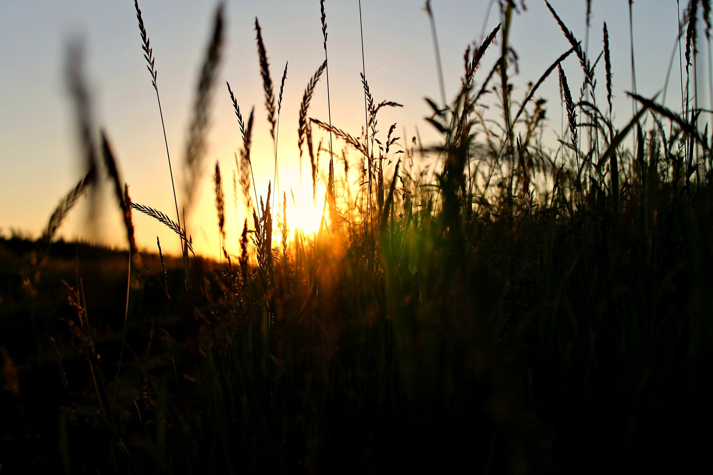 silhouette of grass photo